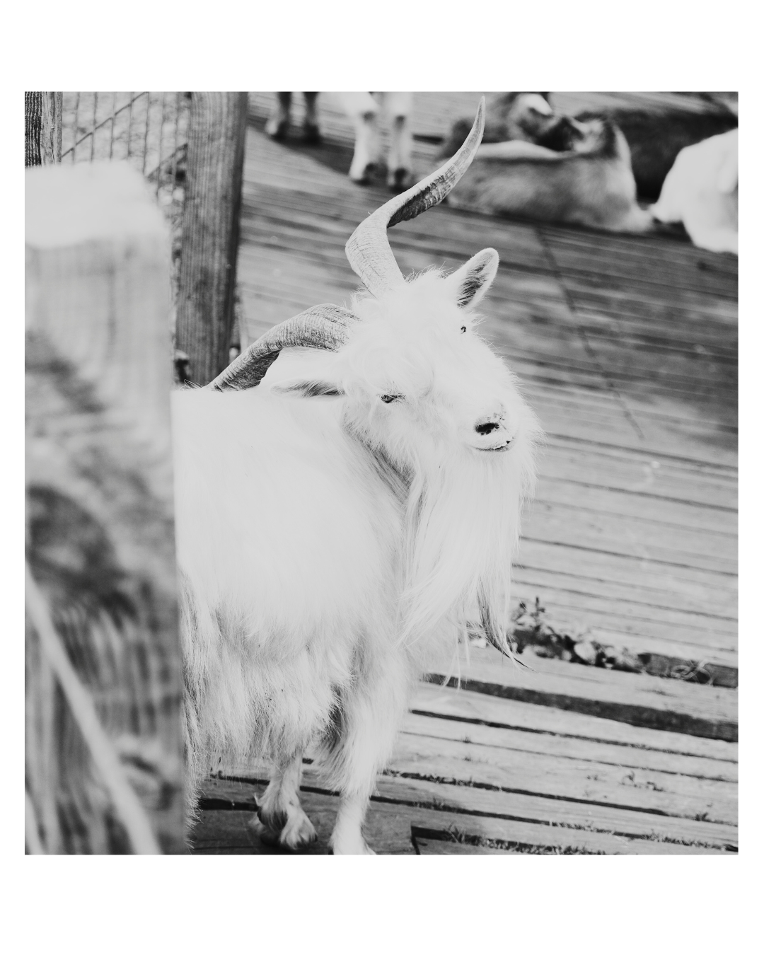 cashmere goat in Mongolia source of  Grade-A cashmere fibre Fiora Muse